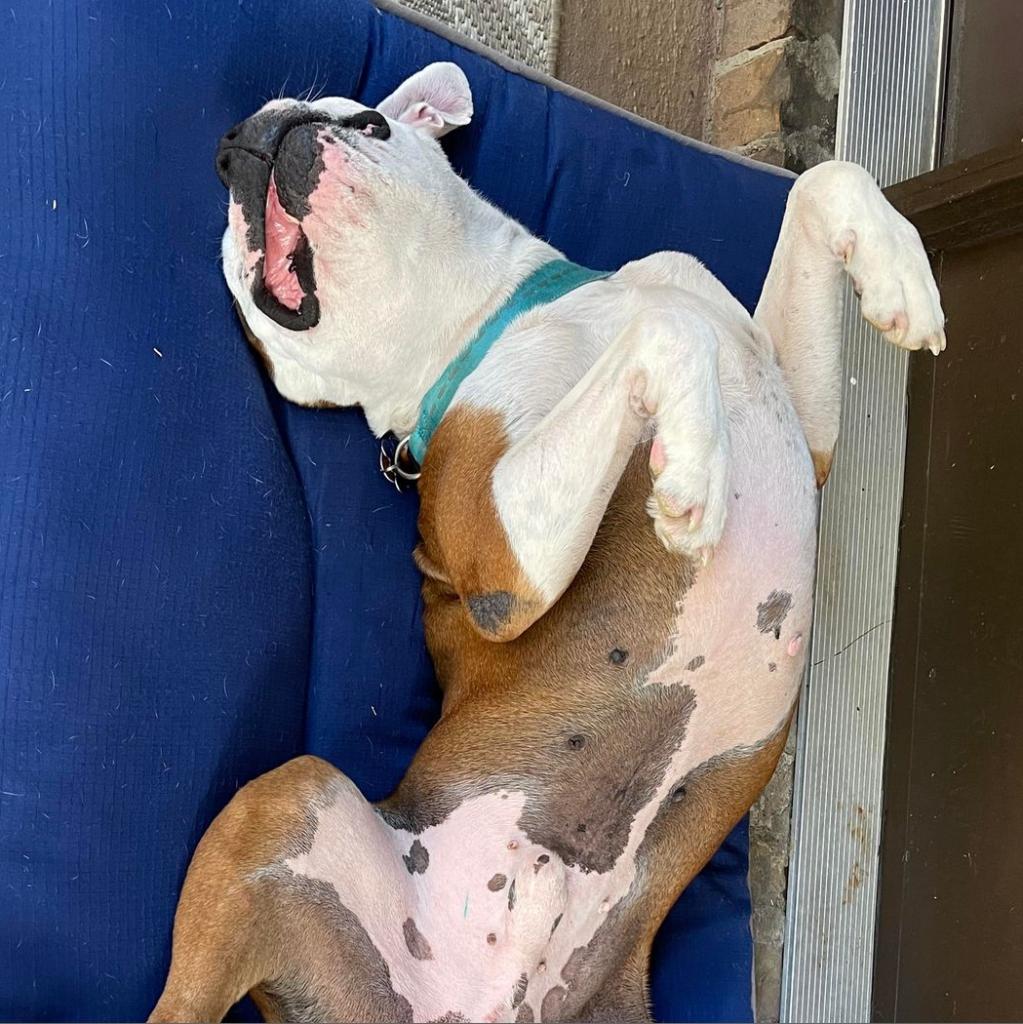 brown and white pit bull dog