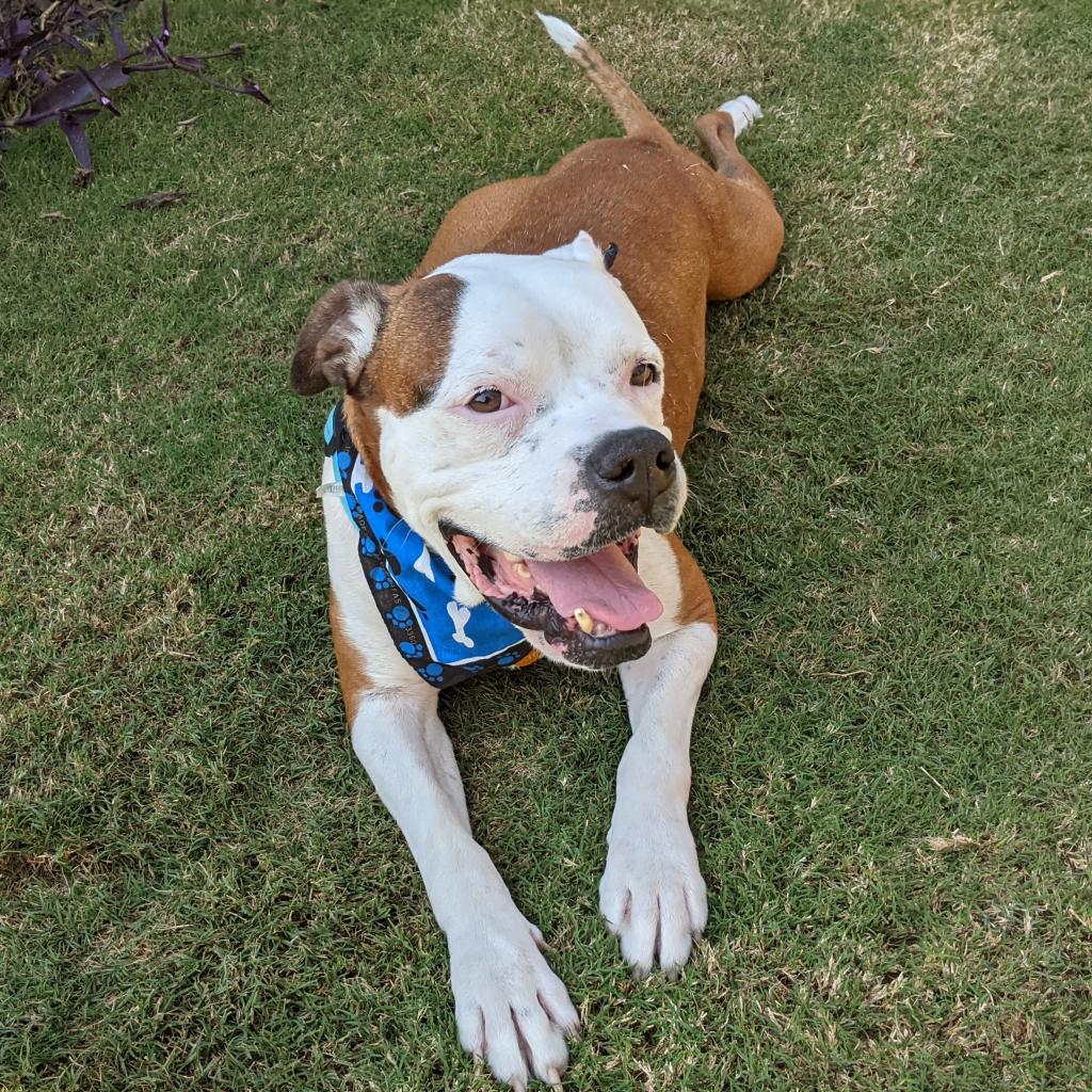 brown and white pit bull dog