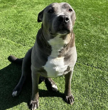 grey and white pitbull