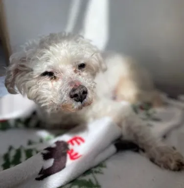 white dog laying on blanket