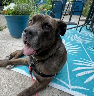 dark colored cane corso