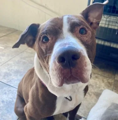 brown and white pittie