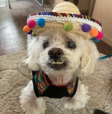 white dog with underbite and sombrero