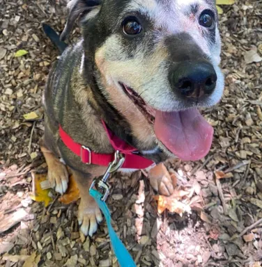 smiling grey-muzzled dog