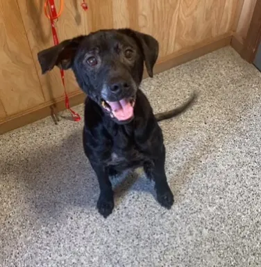 black lab smiling