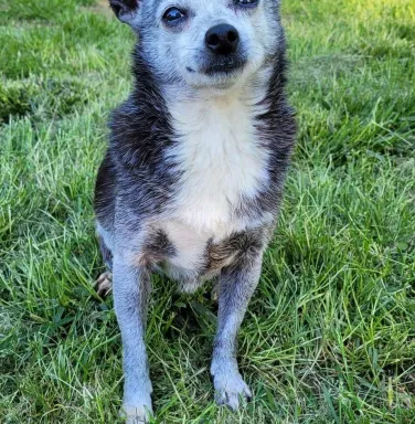 grey and black chihuahua