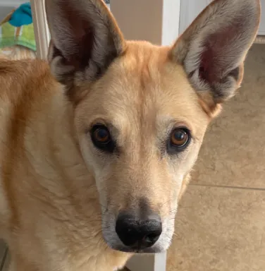 tan dog with pointy ears