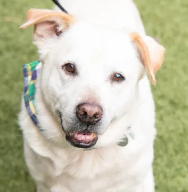 smiling golden lab