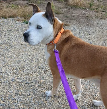 brown and white dog looking to the side