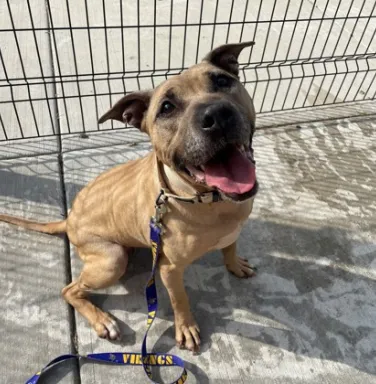 brown dog smiling