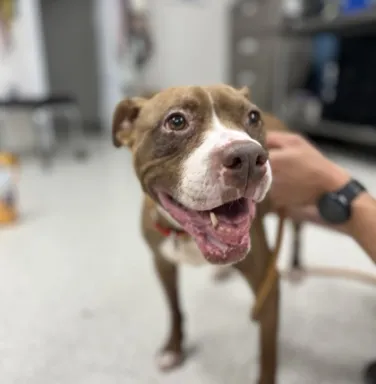 brown pitbull smiling