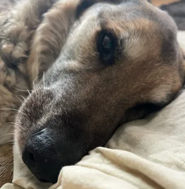 brown and black dog laying down