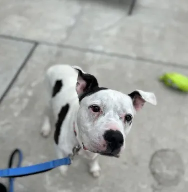 white and brown terrier on leash