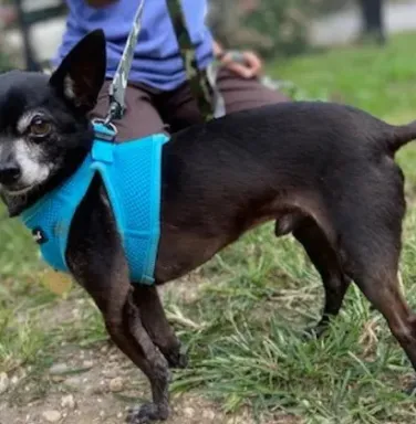 black chihuahua with blue harness