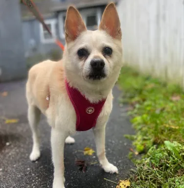 small white dog with red harness