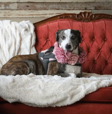 dog on couch