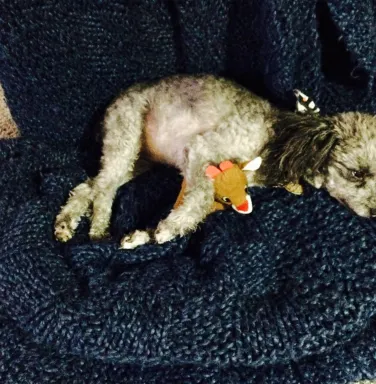 small grey poodle on blue blanket