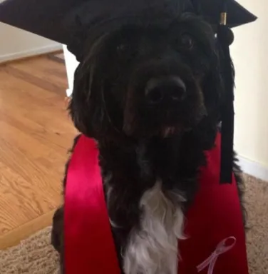 black dog with graduation hat and sash