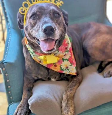 dog with golden age headband