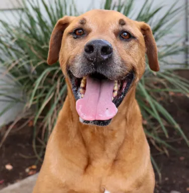 smiling light brown dog