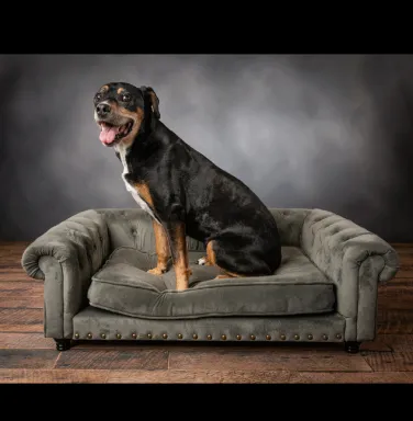 brown dog sitting on grey couch