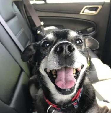 black dog smiling in car