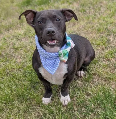 mixed breed dog with bandana