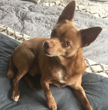 brown chihuahua-type dog