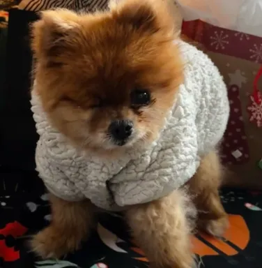 fluffy dog under a Christmas tree