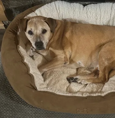 brown dog laying in bed