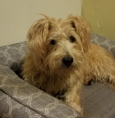 white dog on grey bed