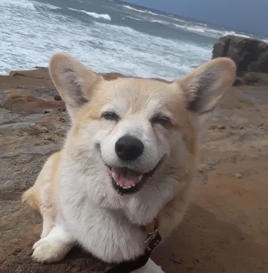 Goober on beach