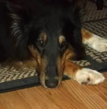 Bandit Laying on the Floor