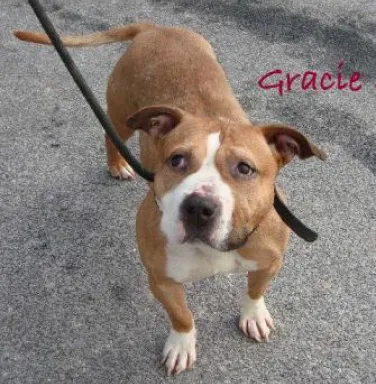 Gracie