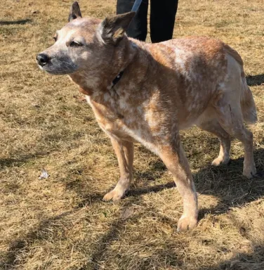 Red heeler Amber