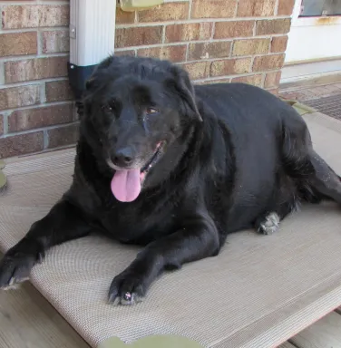 Black lab Anna