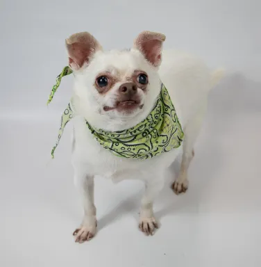 white chihuahua