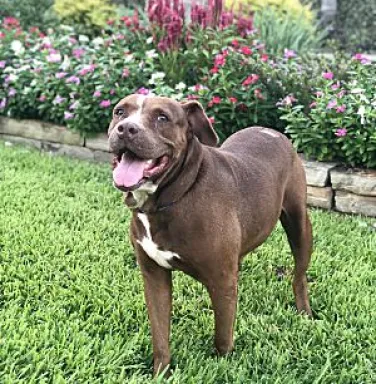 Chocolate pit bull Baylee