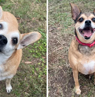 split screen of two chihuahua mixes