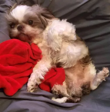 shih tzu dog laying on back