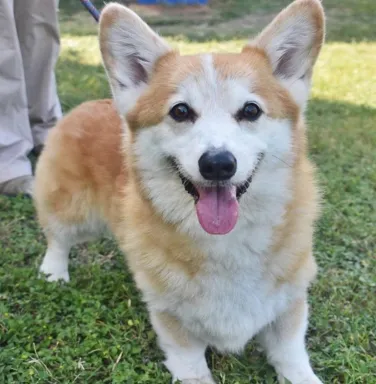 Corgi