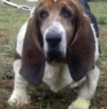 Cassie, a Basset Hound, now deceased