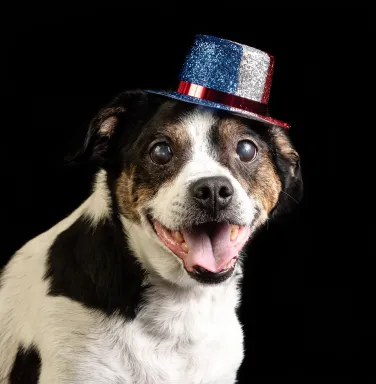 terrier in hat