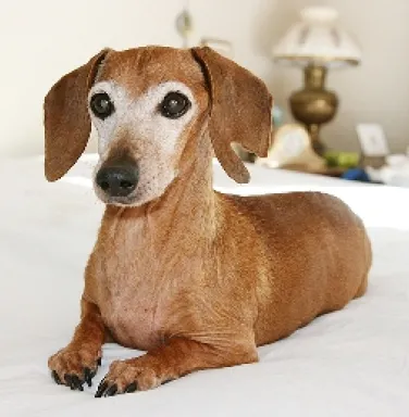 Ellie, the Dachshund, now deceased