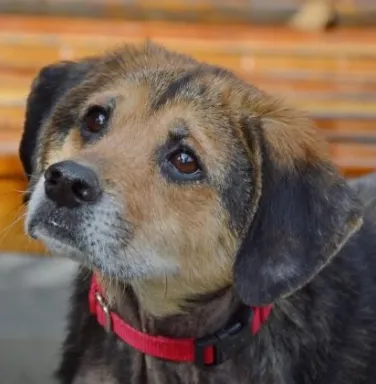 Close up of a black and tan beagle mix