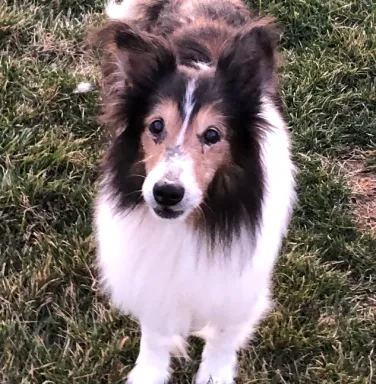 Sheltie Farley