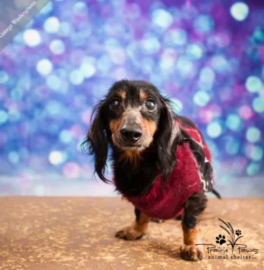 Black and tan dachshund