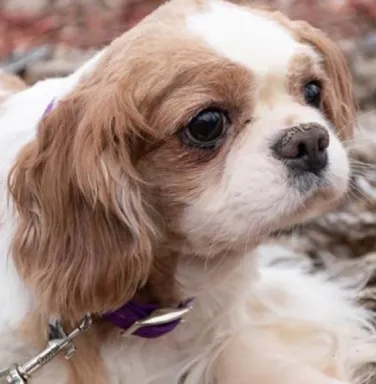 Cavalier King Charles Spaniel Goofy