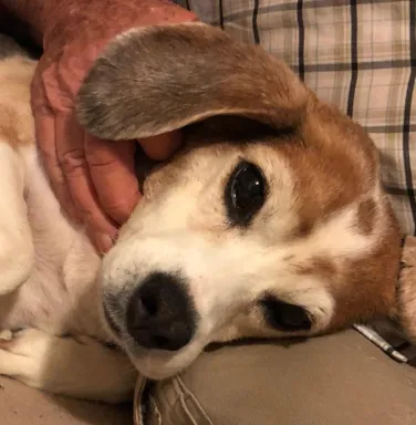 Close up of Gunner the beagle