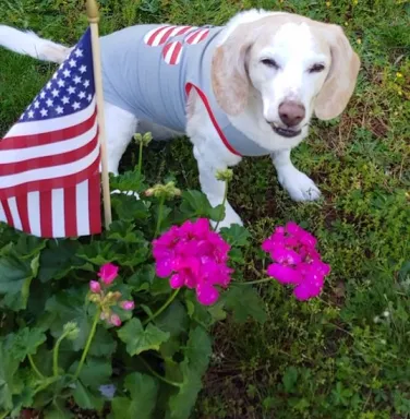 Happy the senior beagle